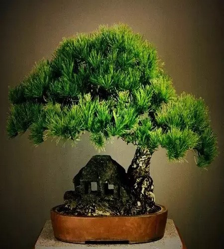 附石悬崖式罗汉松盆景图片,附石罗汉松造型图片