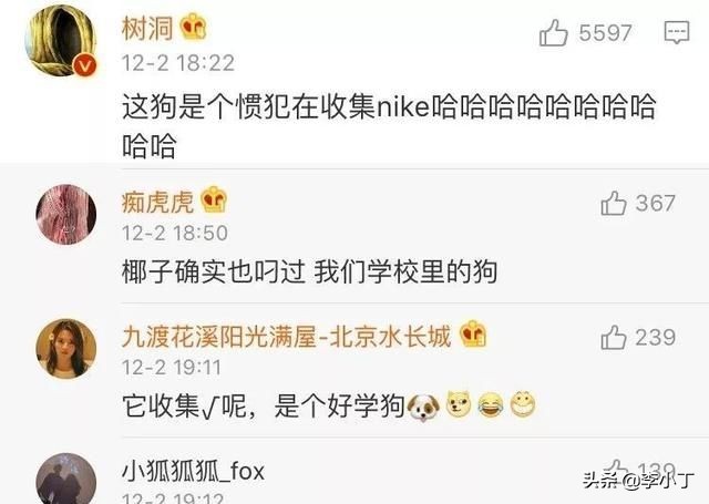 全网通缉的两条狗,全网通缉的狗