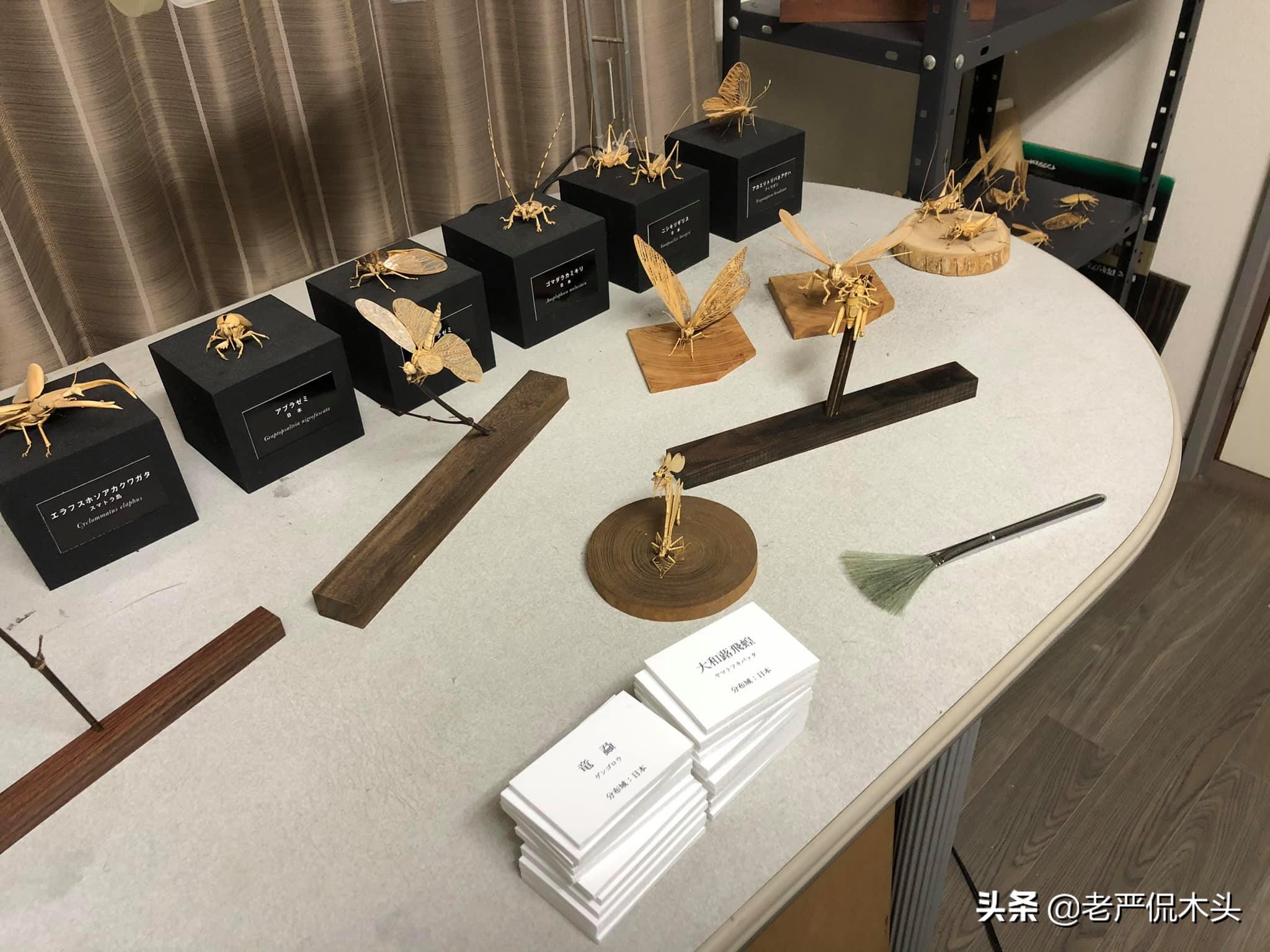 昆虫标本树脂竹节虫,昆虫标本制作竹节虫