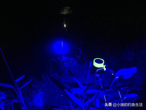 “酷暑三伏钓早晚”，今天来聊聊夜钓