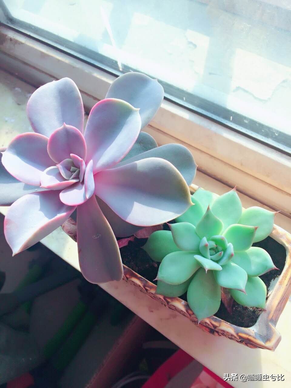 多肉长得又瘦又高怎么办,多肉长得又高又瘦怎么办