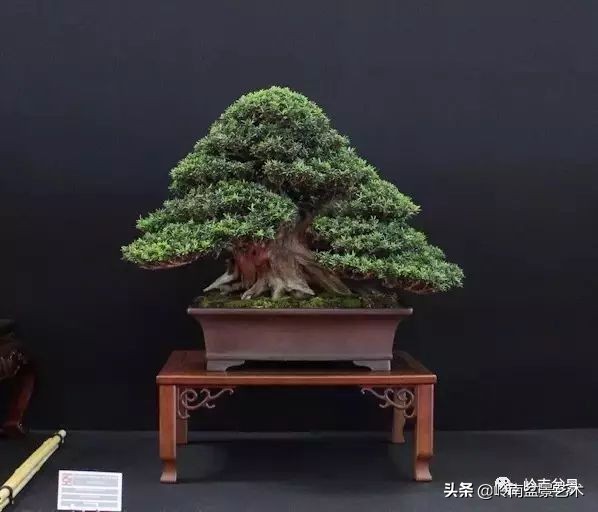 盆景结顶的形式,最好的盆景结顶方法