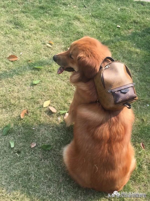 超好看的宠物包,好看又大的宠物包