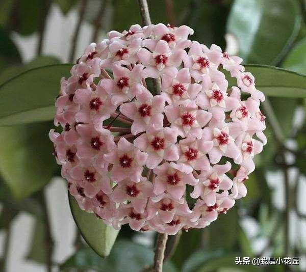 适合阳台种植的爬藤植物都有哪些,家庭阳台种什么爬藤植物比较好