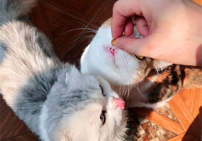 家里猫不愿意吃鱼,主人在家猫不吃不喝不上厕所