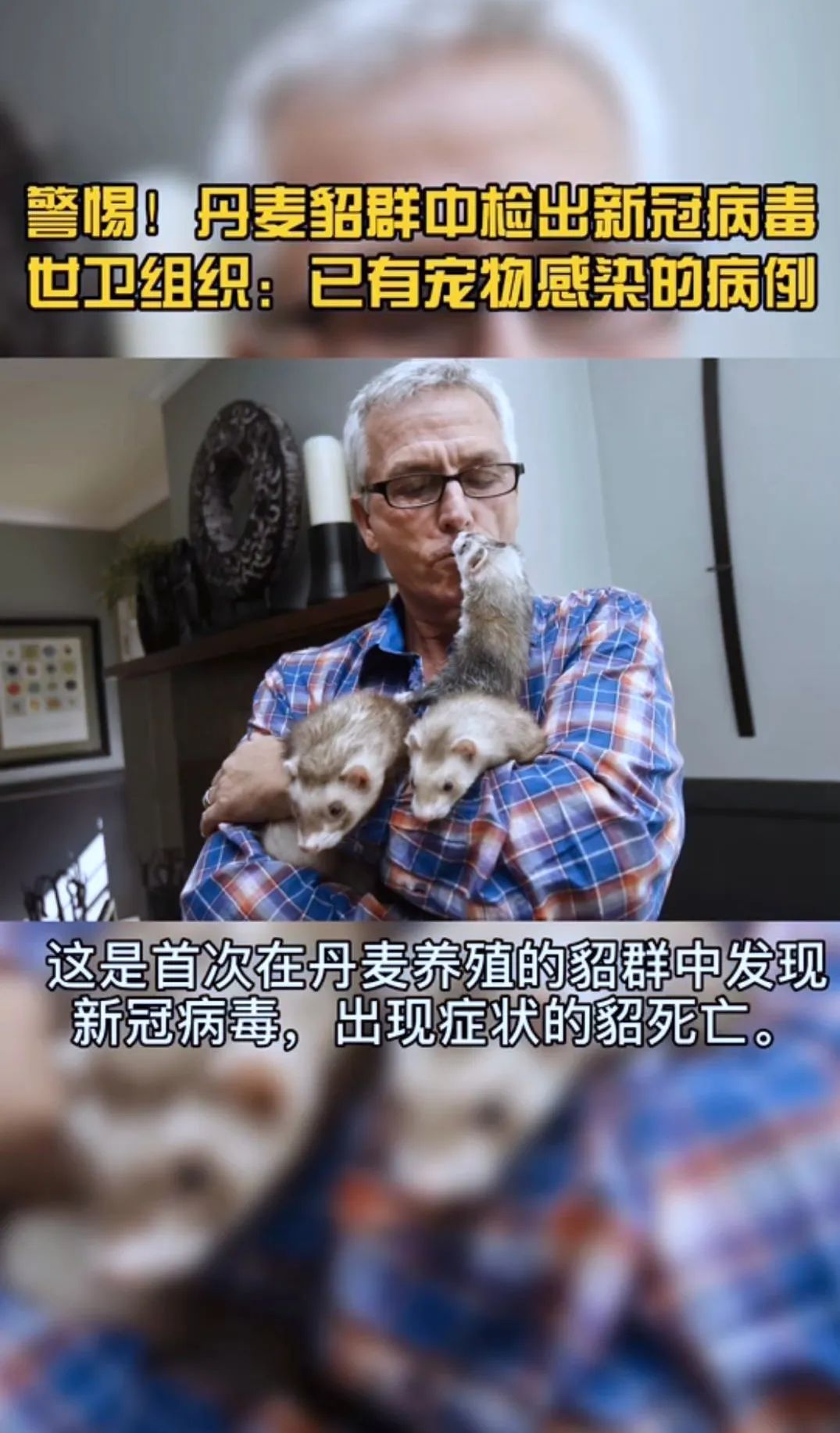 丹麦共发现5种貂类变异新冠病毒,丹麦在养殖貂体内发现新冠病毒