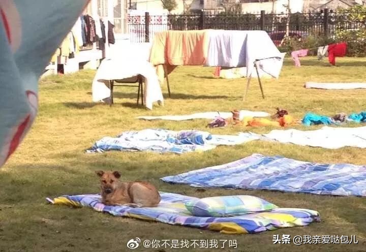 被全网通缉的狗,全网通缉的狗是谁