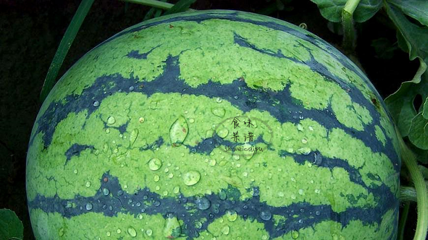 怎么挑西瓜才能挑到又好吃又甜的,西瓜选哪个地方的才更好吃更甜