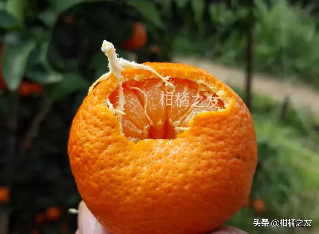 沙糖桔防治病虫害的最佳配方,果农套袋知识