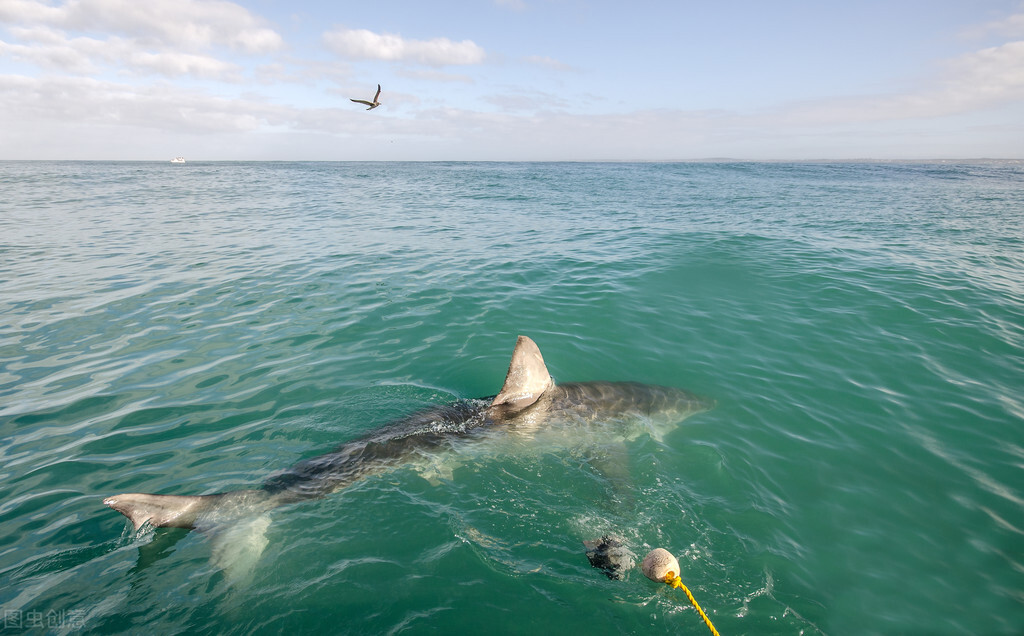 母鲨同居十年意外生崽,两只母鲨同居10年