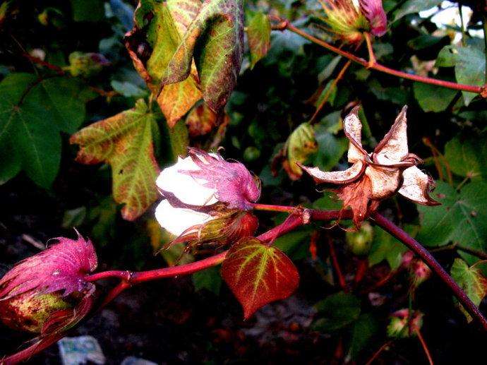 棉花枯黄病的防治办法,棉花出现黄萎病怎么处理