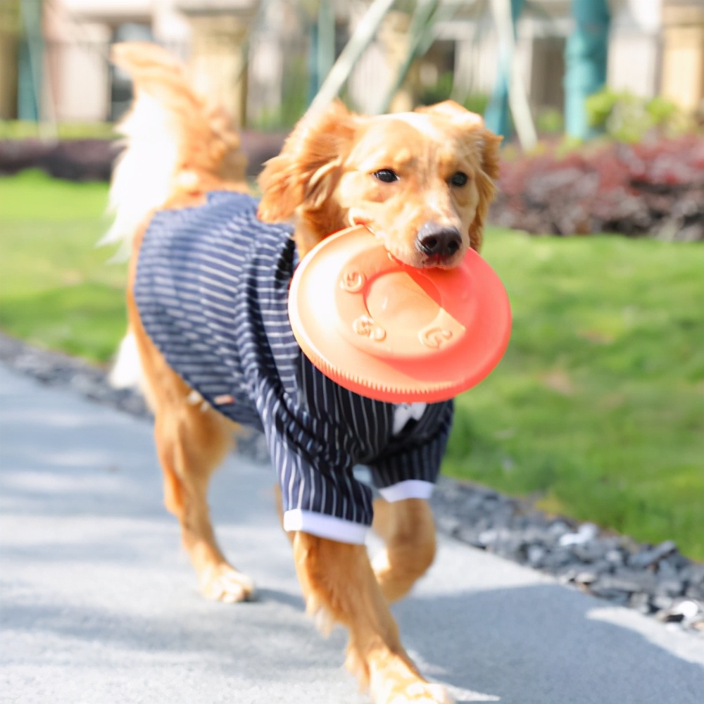狗狗偏瘦吃什么增重,边牧狗狗偏瘦怎样才能喂胖