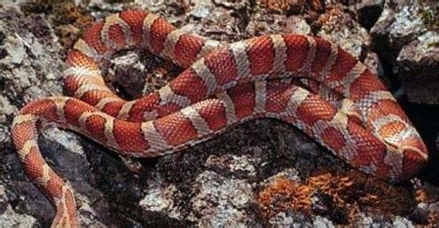 会自己断尾巴的蛇,会捆绑的蛇