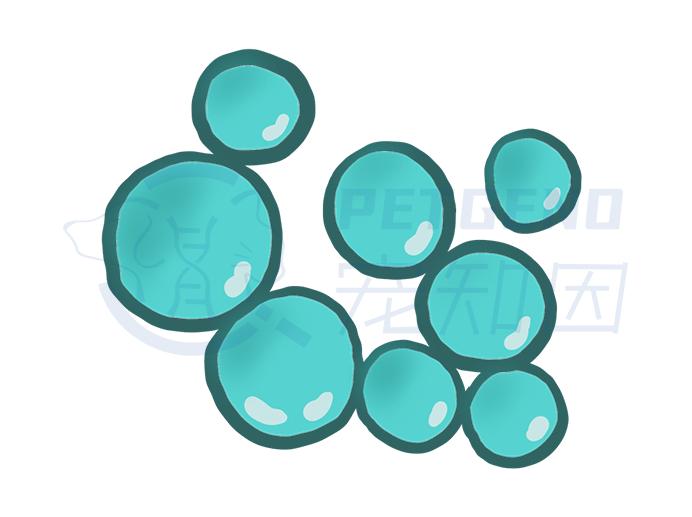 怀孕的母猫得猫瘟没流产,怀孕母猫得了猫鼻支会流产么