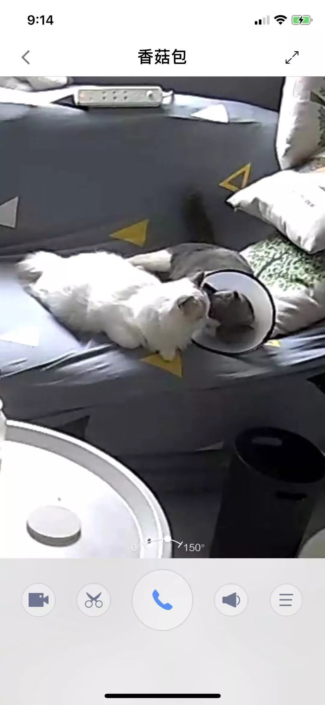 猫咪绝育头套需要戴几天,猫咪绝育后戴项圈不吃饭