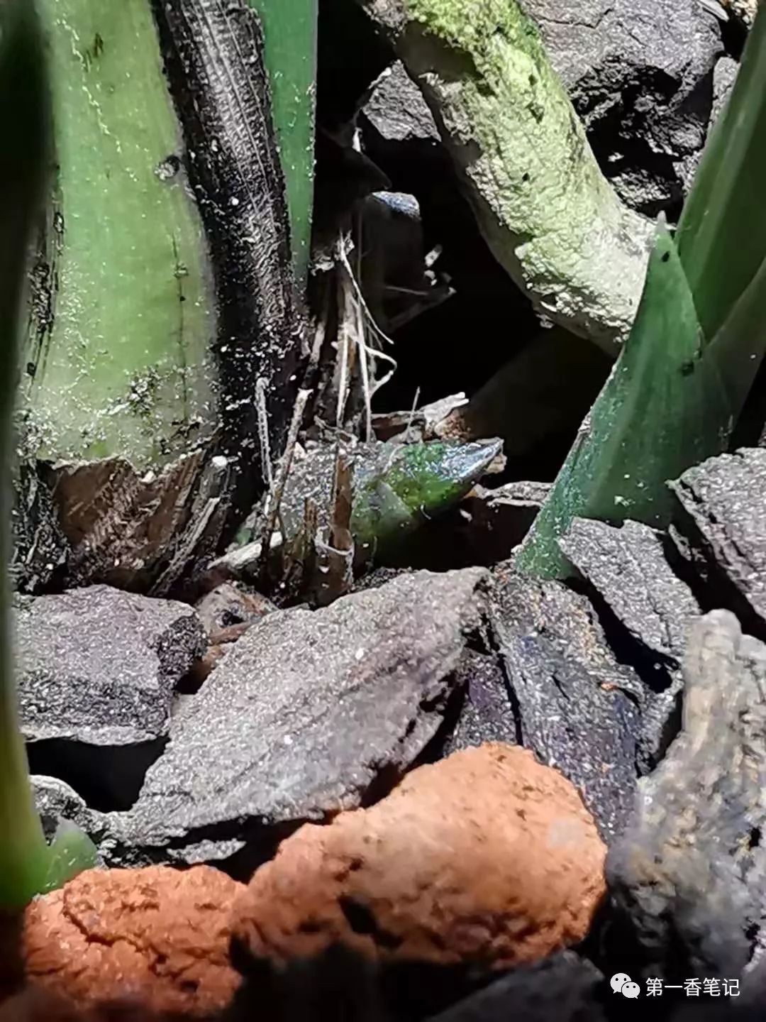 [艺兰频道]一八九：兰花防虫慎用有机磷