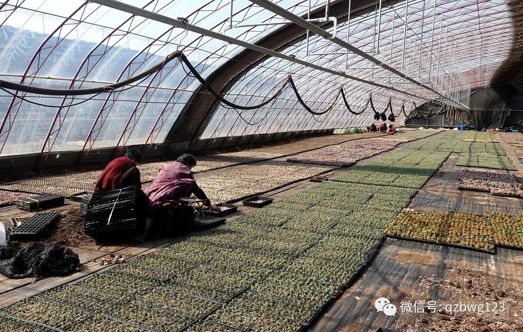 河北曲周多肉植物批发,曲周县西木多肉科技