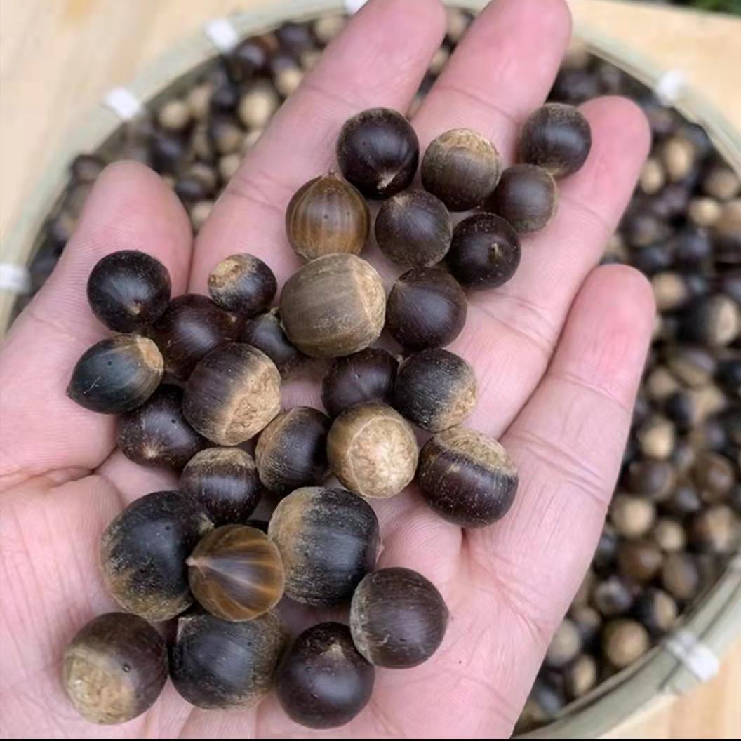 榛子是中国原产的吗,榛子是什么坚果