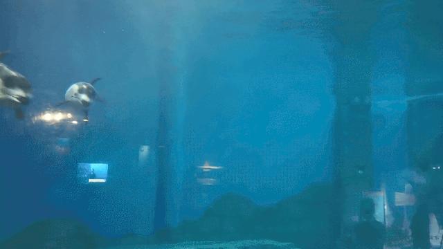 去不了海就去海洋馆,去不了大海就去海底世界