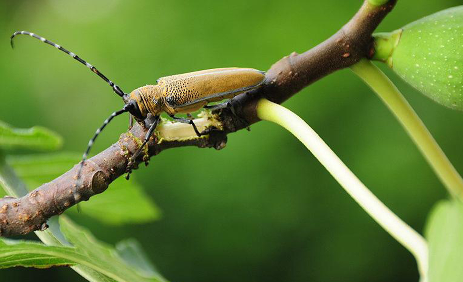 农村这一昆虫，乃两亿年前的“活化石”，儿时盖世英雄“孙大圣”