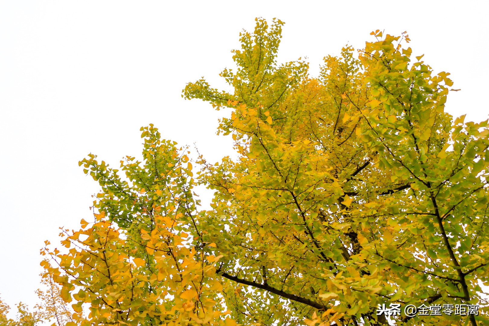 成都文理学院出来怎么样,成都文理学院金堂是本科吗