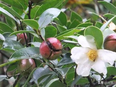 诚壹科普：山茶花树，茶叶树，茶油树傻傻分不清楚？关注我不迷路