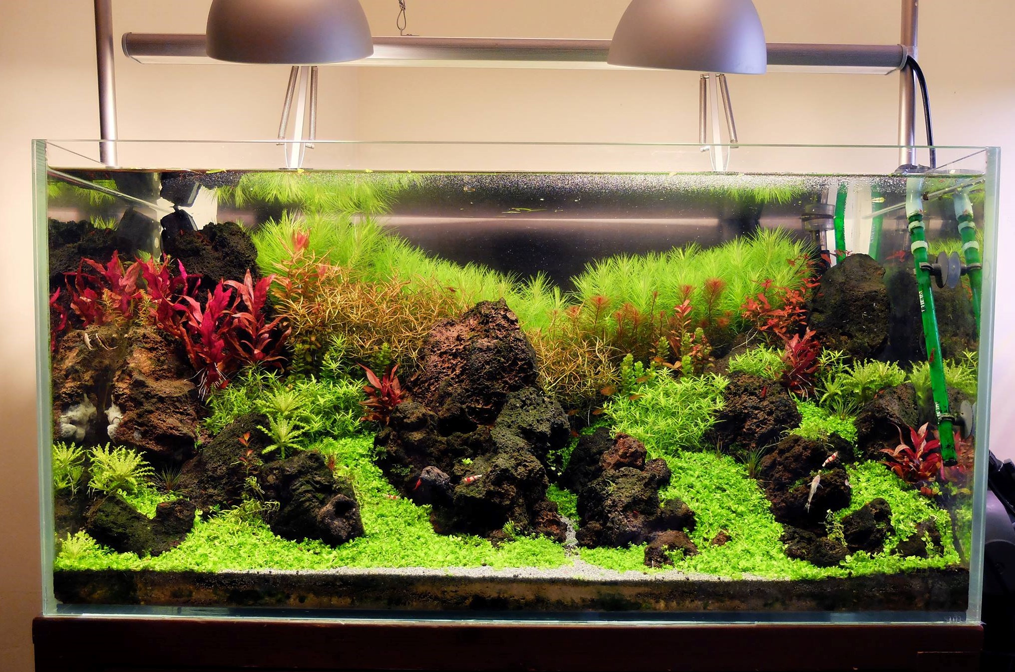 怎么让鱼缸大量爆绿藻而不是褐藻,鱼缸褐藻彻底清除的有效方法