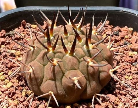 十个仙人球,最新30个仙人球品种