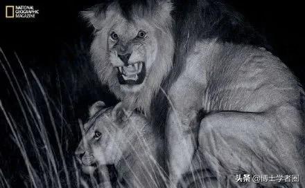 母狮一天发情40次，还追着公狮咬蛋蛋？根本不是这样啊....