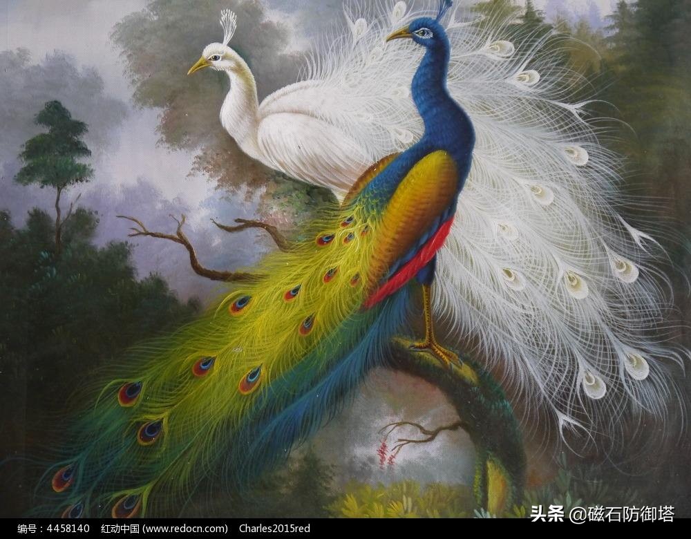 孔雀的真实秘密,孔雀有哪些独特之处