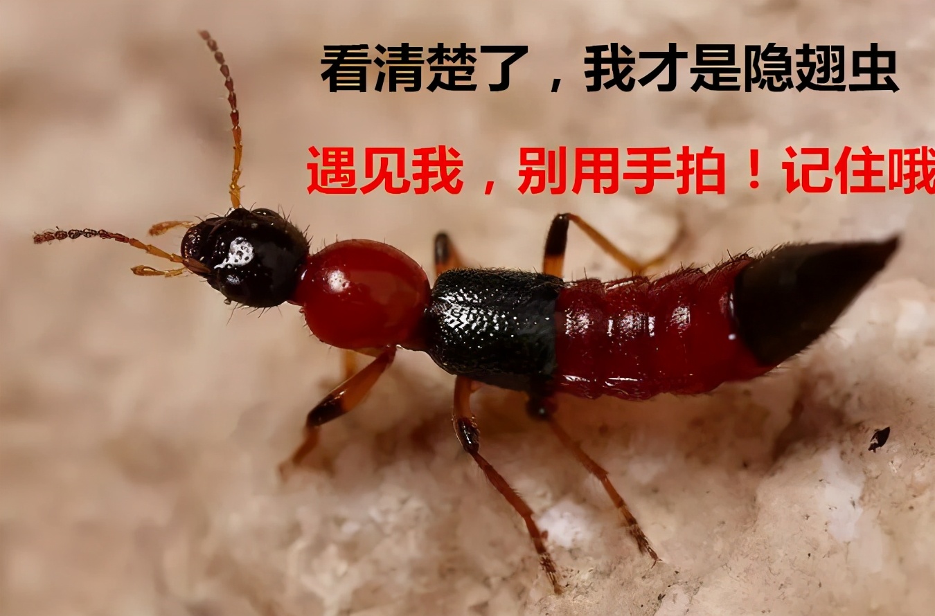 孩子碰到隐翅虫应该怎么处理,家中有宝宝发现隐翅虫怎么办