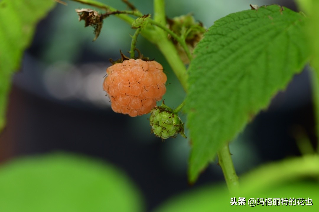 花园里种树莓吗,树莓在庭院里如何种植