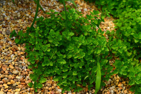 西餐香草大全及用途视频,好吃的西餐料理有哪些