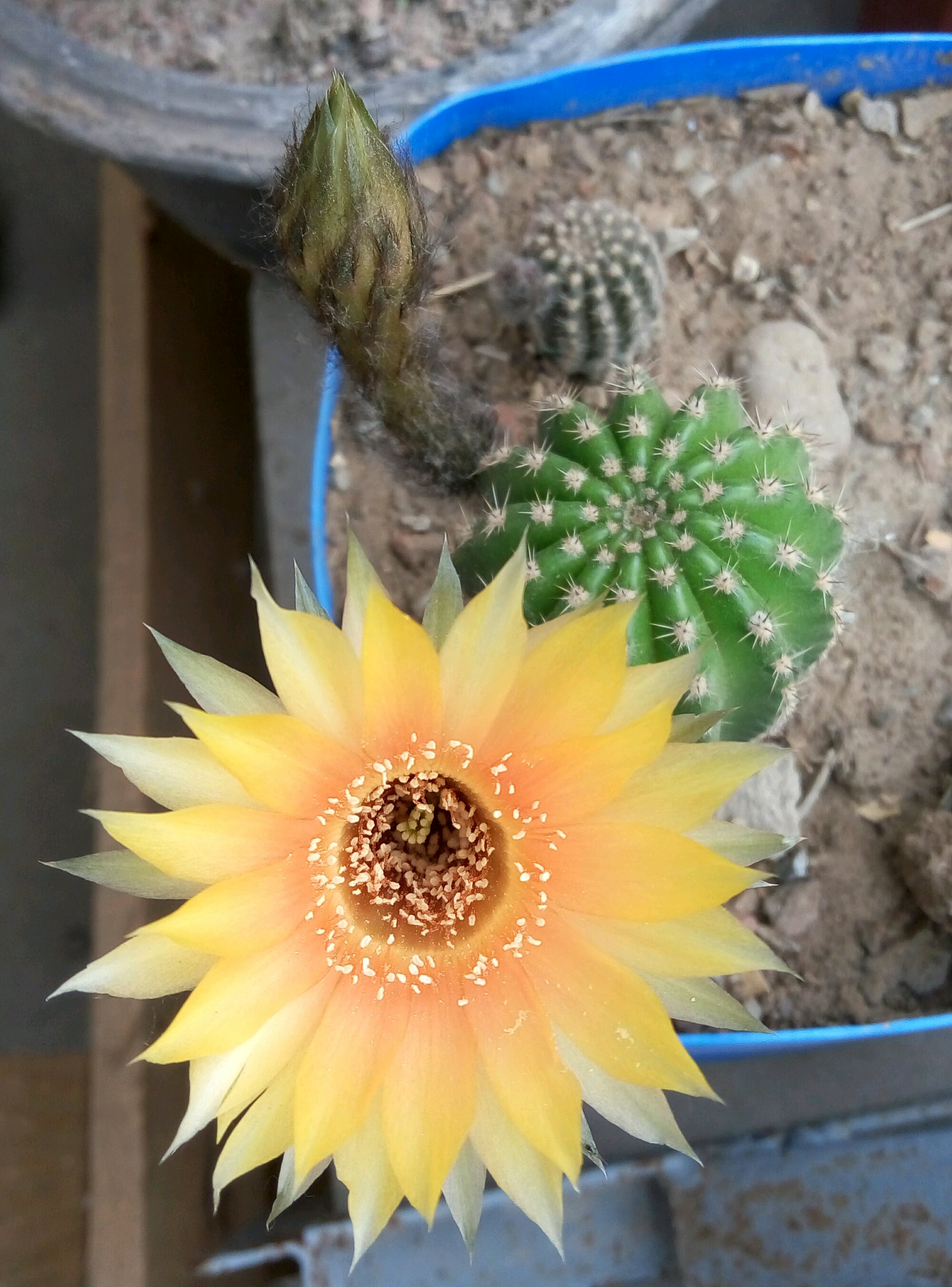 春天养仙人球，养棵黑金刚吧，号称开花劳模，花大美丽，香气馥郁