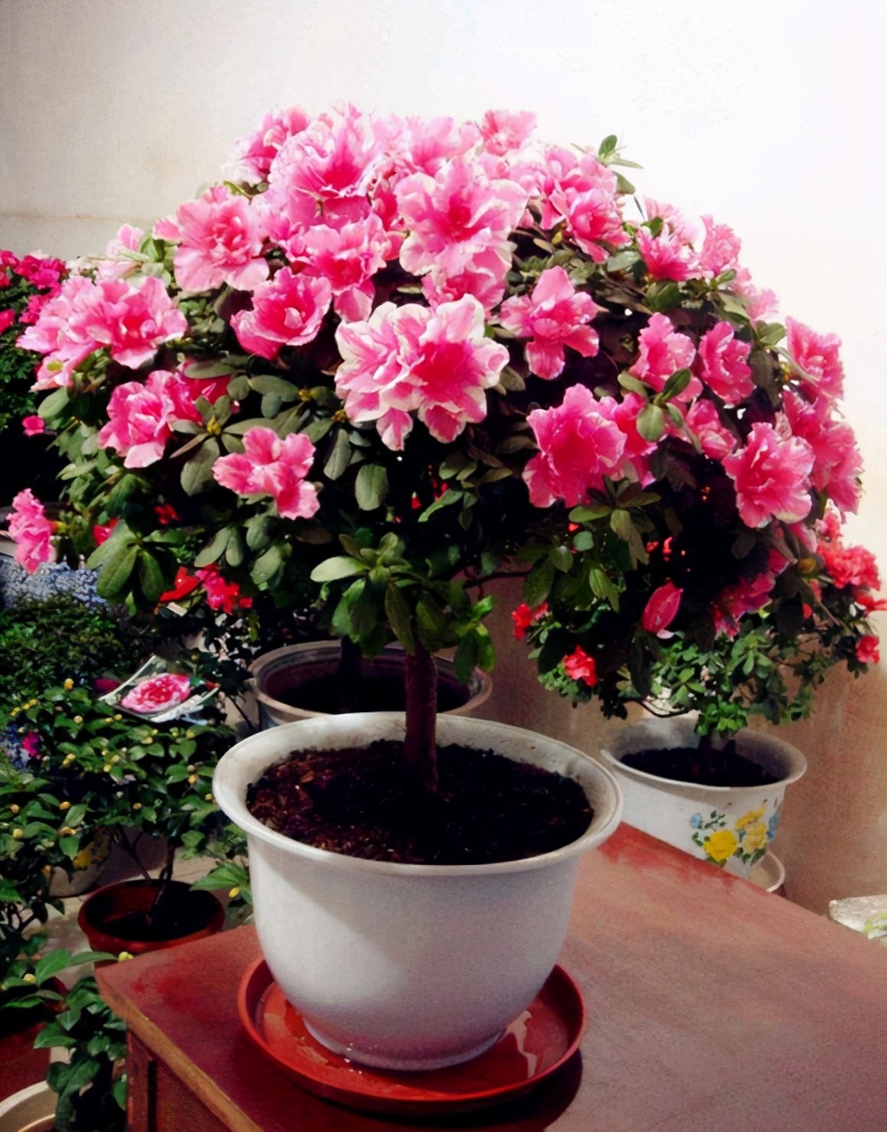 养杜鹃花的技巧,杜鹃花10种品种