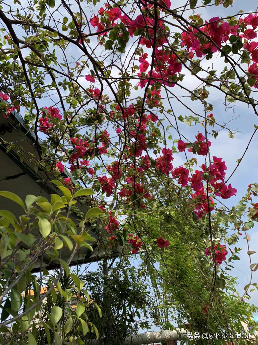 油烟机的废油真的可以养花,油烟机废油可以做什么