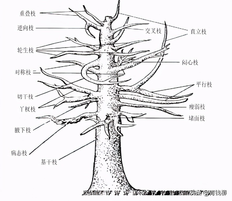 长泰凤凰木,凤凰木苗种植方法