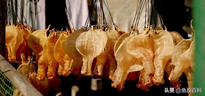 鱼胶真的有那么多胶原蛋白吗,鱼胶揭秘