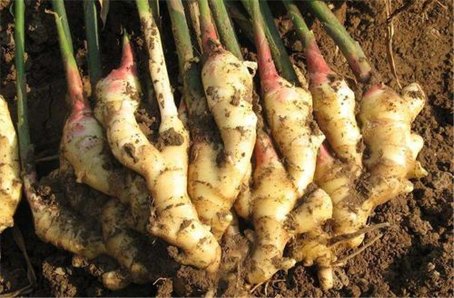 怎样种植一沟双排生姜得高产,于师傅生姜高产技术讲座十二期