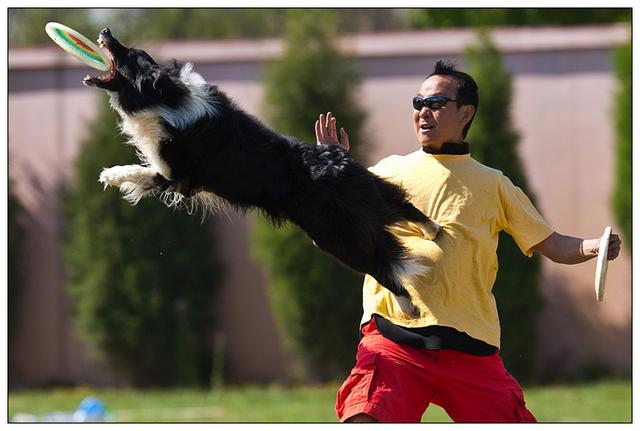 边牧狗和泰迪外观有什么区别,最聪明的边牧狗狗视频
