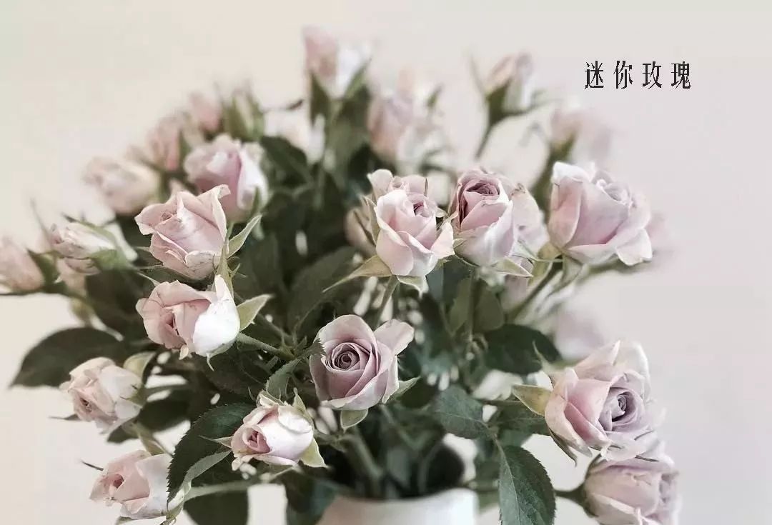 花店里同款的两种不同价格的花材,花店最容易被顾客误解的几种花材