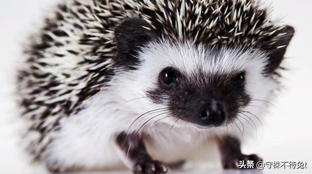 母刺猬会不会扎小刺猬,刺猬会不会生小刺猬