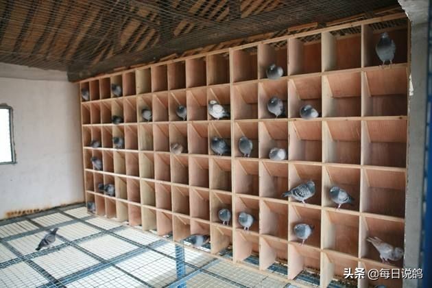 鸽舍建造及注意事项,鸽舍里面需要有什么