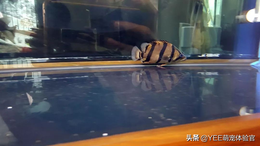 养泰国虎鱼水里用加盐吗,养泰北虎需要加盐吗