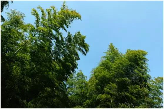 我在抖音的这些神曲里，听出了宜兴竹海的味道