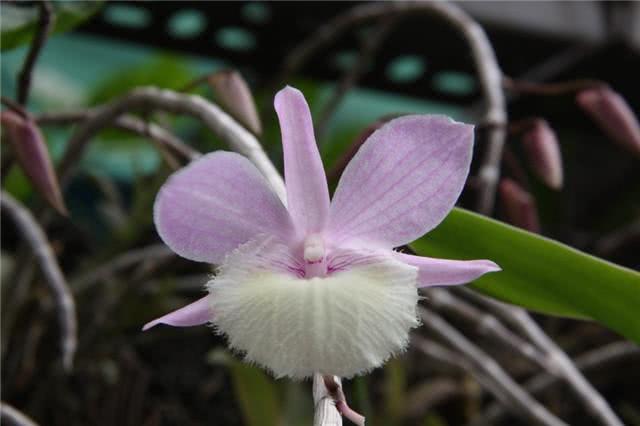 石斛的种植方法及繁殖方法,尖唇石斛如何种