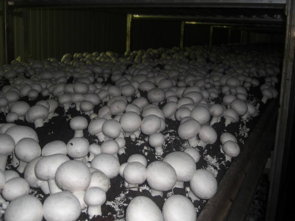 草菇双孢菇轮作生产技术,双孢菇废料怎样栽培草菇