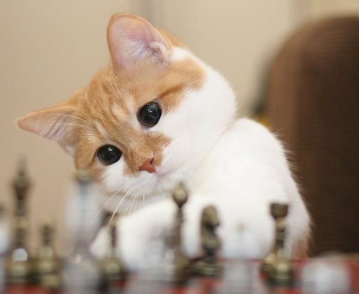 拽猫咪后腿的危害,拽猫尾巴的后果