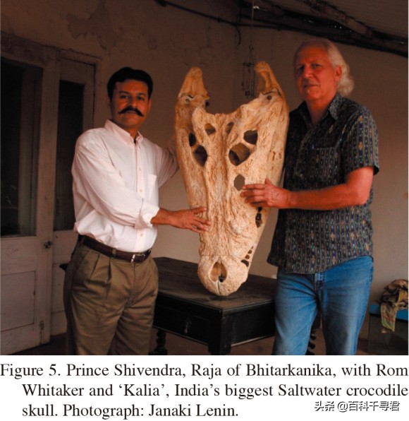 湾鳄洛龙的体型,洛龙是体型最大的鳄鱼吗