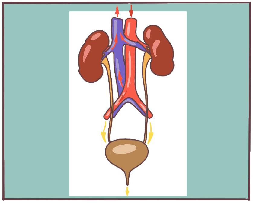 经常憋尿会怎样,一直憋尿会有什么后果
